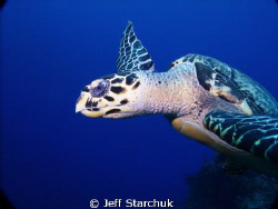 Cozumel turtle by Jeff Starchuk 